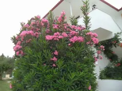   ����� CHROUSSO VILLAGE, ������, ��������� - All Inclusive
