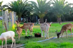 POSEIDON BEACH Hotel - ������ - �������